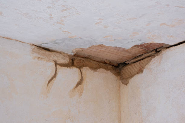 Best Mold removal after water damage  in USA